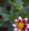 Dahlia 'Cupido', flowers