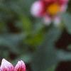 Dahlia 'Cupido', flowers