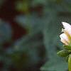Dahlia 'Cupido', flowers