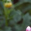 Dahlia 'Cupido', flowers