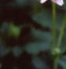 Dahlia 'Cupido', flowers