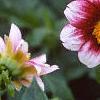 Dahlia 'Cupido', flowers