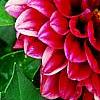 Dahlia 'Dati' (Dalina [R] Midi Mariana), flowers