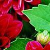 Dahlia 'Dati' (Dalina [R] Midi Mariana), flowers