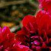 Dahlia 'Dati' (Dalina [R] Midi Mariana), flowers