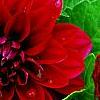Dahlia 'Dati' (Dalina [R] Midi Mariana), flowers