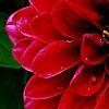 Dahlia 'Dati' (Dalina [R] Midi Mariana), flowers