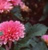 Dahlia 'Degas', flowers