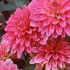 Dahlia 'Degas', flowers