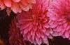Dahlia 'Degas', flowers