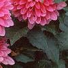 Dahlia 'Degas', flowers