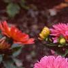 Dahlia 'Degas', flowers