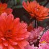 Dahlia 'Degas', flowers