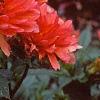 Dahlia 'Degas', flowers
