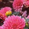 Dahlia 'Degas', flowers