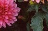 Dahlia 'Degas', flowers