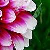 Dahlia 'Maxi Colima' (Dalina [R] Grande Colima), flowers
