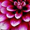Dahlia 'Maxi Colima' (Dalina [R] Grande Colima), flowers