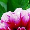 Dahlia 'Maxi Colima' (Dalina [R] Grande Colima), flowers