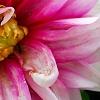 Dahlia 'Maxi Colima' (Dalina [R] Grande Colima), flowers