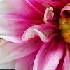 Dahlia 'Maxi Colima' (Dalina [R] Grande Colima), flowers