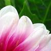 Dahlia 'Maxi Colima' (Dalina [R] Grande Colima), flowers