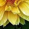 Dahlia 'Toluca' (Dalina [R] Grande Toluca), flowers