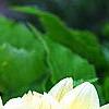 Dahlia 'Toluca' (Dalina [R] Grande Toluca), flowers