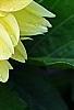 Dahlia 'Toluca' (Dalina [R] Grande Toluca), flowers