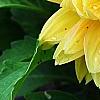 Dahlia 'Toluca' (Dalina [R] Grande Toluca), flowers