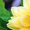 Dahlia 'Toluca' (Dalina [R] Grande Toluca), flowers