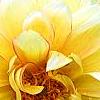 Dahlia 'Toluca' (Dalina [R] Grande Toluca), flowers