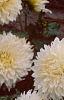 Dahlia 'Dinner Plate', flowers