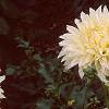 Dahlia 'Dinner Plate', flowers