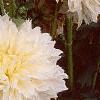Dahlia 'Dinner Plate', flowers