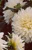 Dahlia 'Dinner Plate', flowers