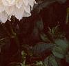 Dahlia 'Dinner Plate', flowers