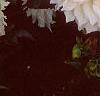 Dahlia 'Dinner Plate', flowers