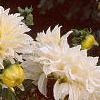Dahlia 'Dinner Plate', flowers