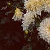 Dahlia 'Dinner Plate', flowers