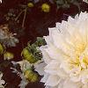 Dahlia 'Dinner Plate', flowers