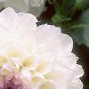 Dahlia 'Evelyne', flowers