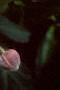 Dahlia 'Evelyne', flowers