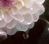 Dahlia 'Evelyne', flowers