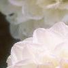 Dahlia 'Evelyne', flowers