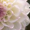 Dahlia 'Evelyne', flowers