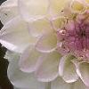 Dahlia 'Evelyne', flowers