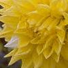 Dahlia 'Grand Prix', flowers