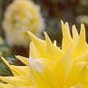 Dahlia 'Grand Prix', flowers