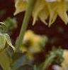 Dahlia 'Grand Prix', flowers